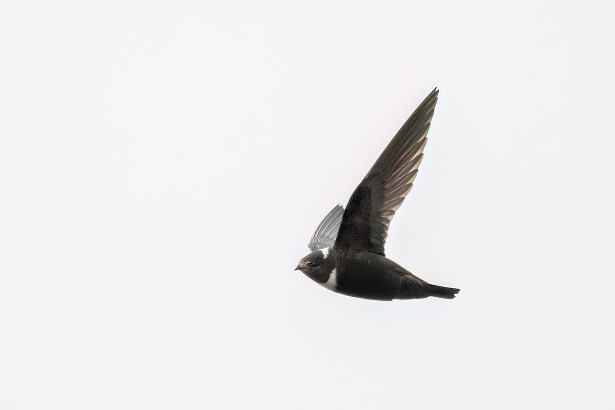 Biscutate Swift - ML642348499