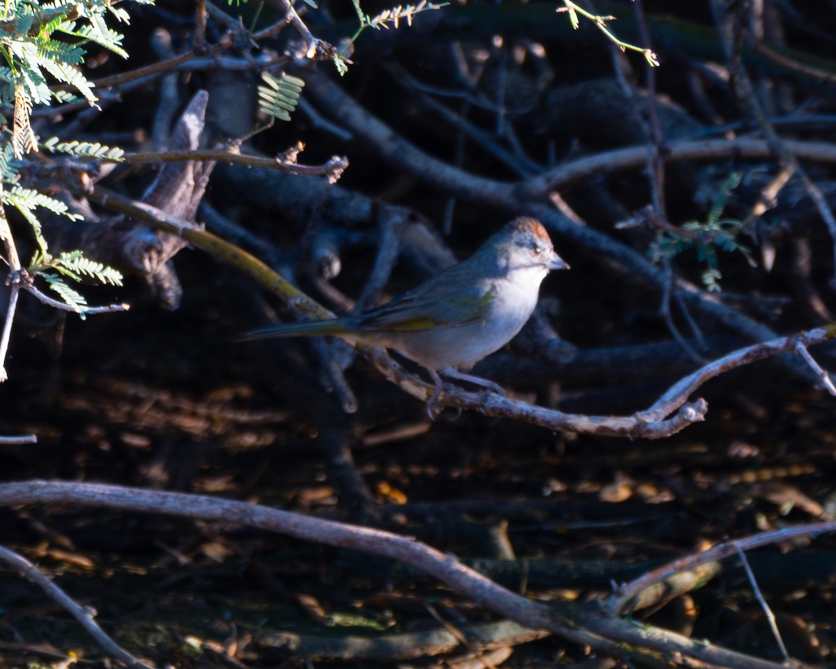 Green-tailed Towhee - ML642348500