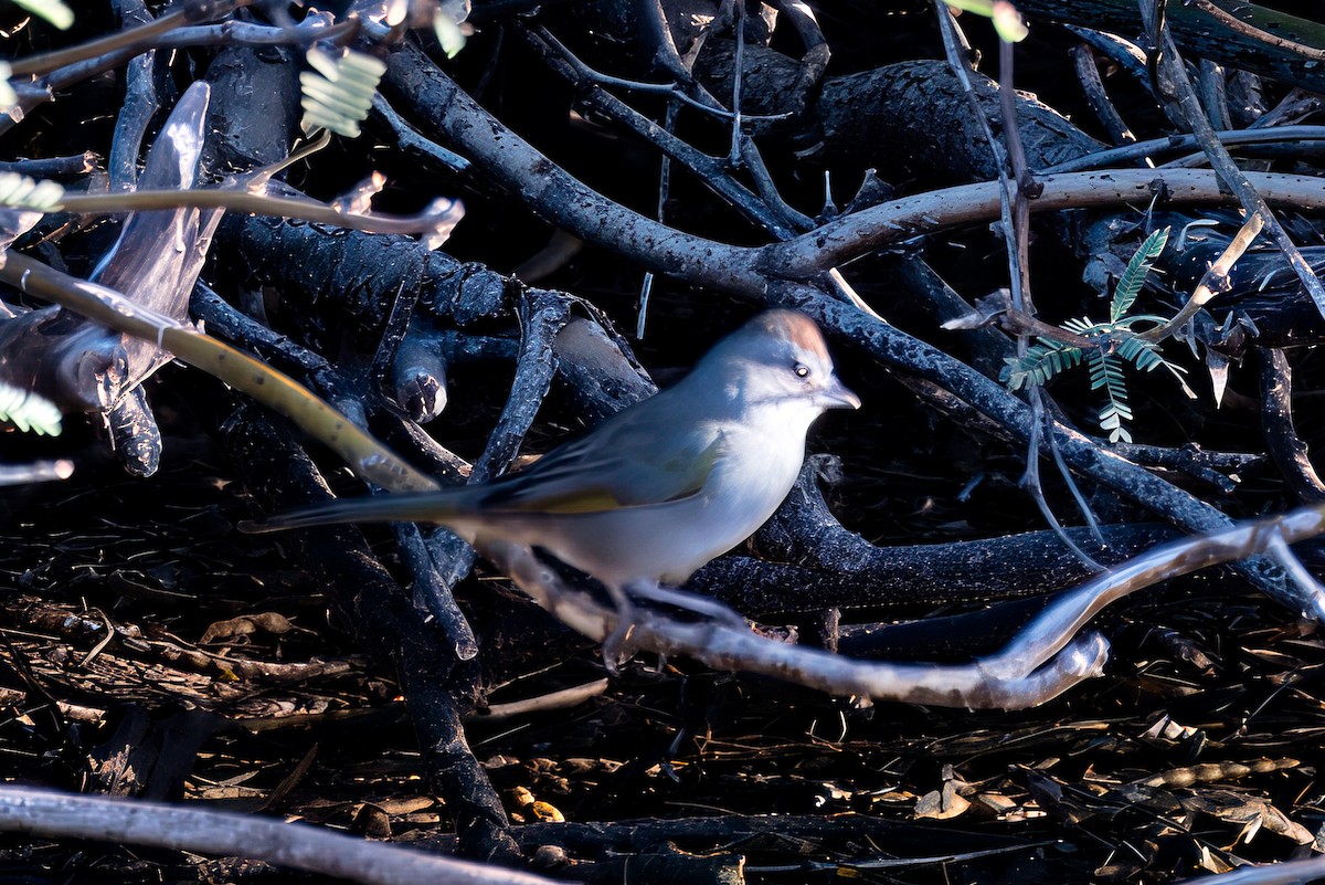 Green-tailed Towhee - ML642348501
