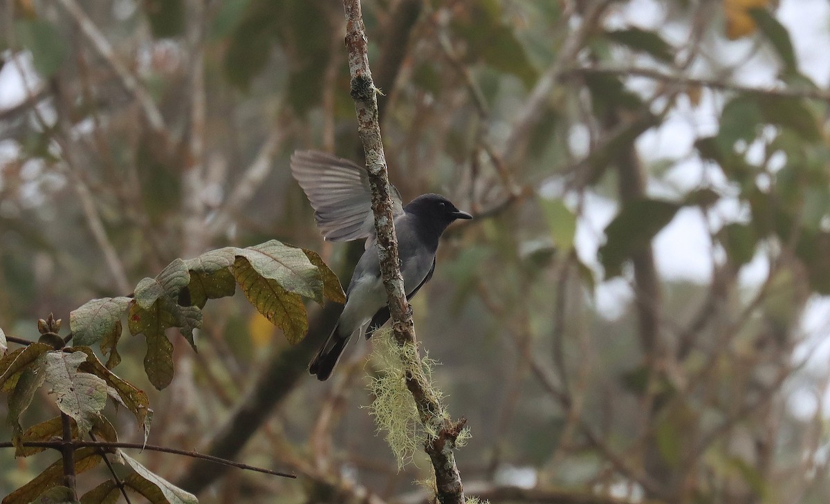 McGregor's Cuckooshrike - ML642348502