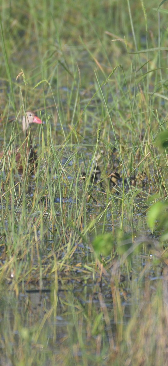 Black-bellied Whistling-Duck - ML642348511