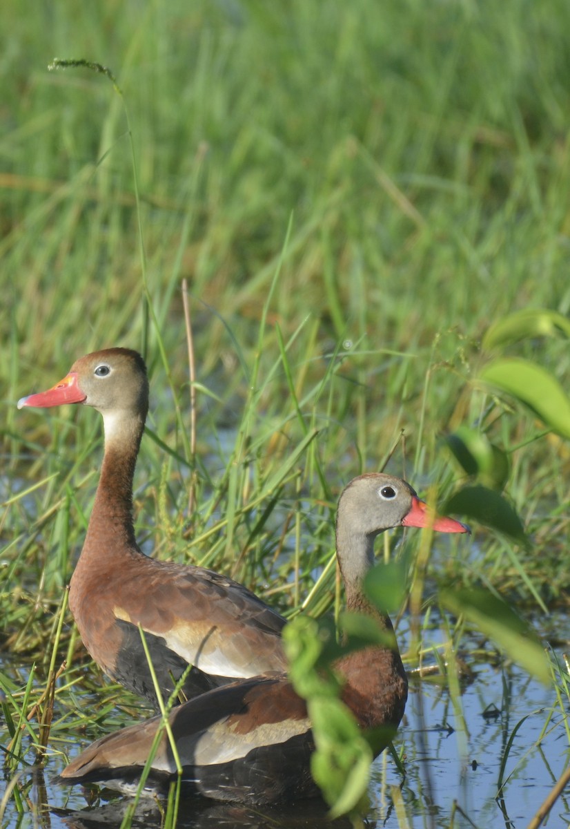 Black-bellied Whistling-Duck - ML642348512