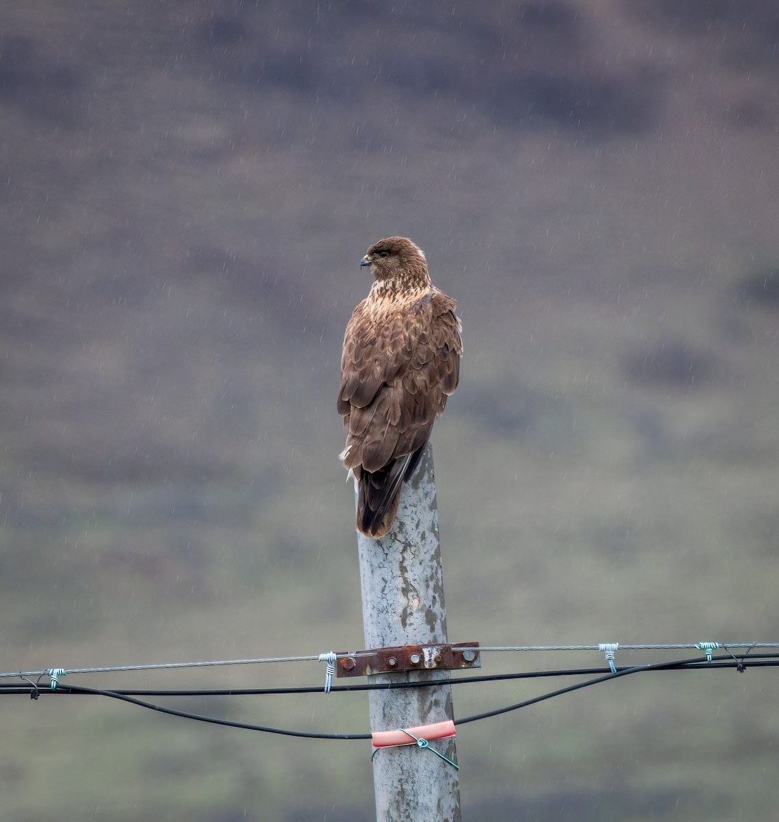 Upland Buzzard - ML642348534