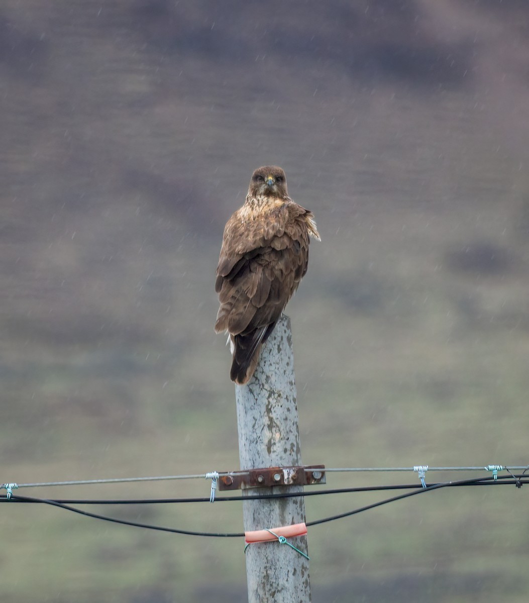 Upland Buzzard - ML642348549