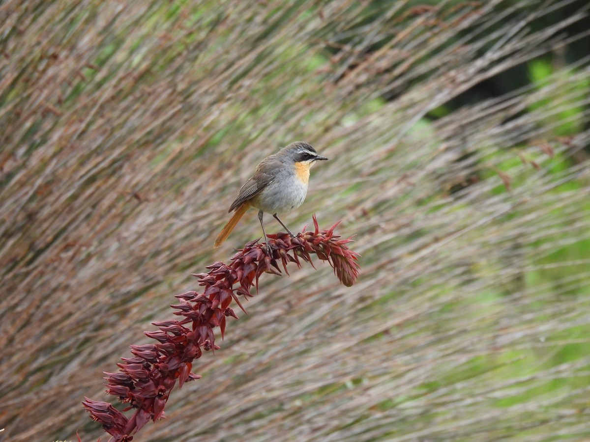 Cape Robin-Chat - ML642348574
