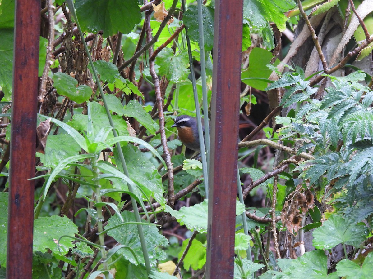 Cape Robin-Chat - ML642348575