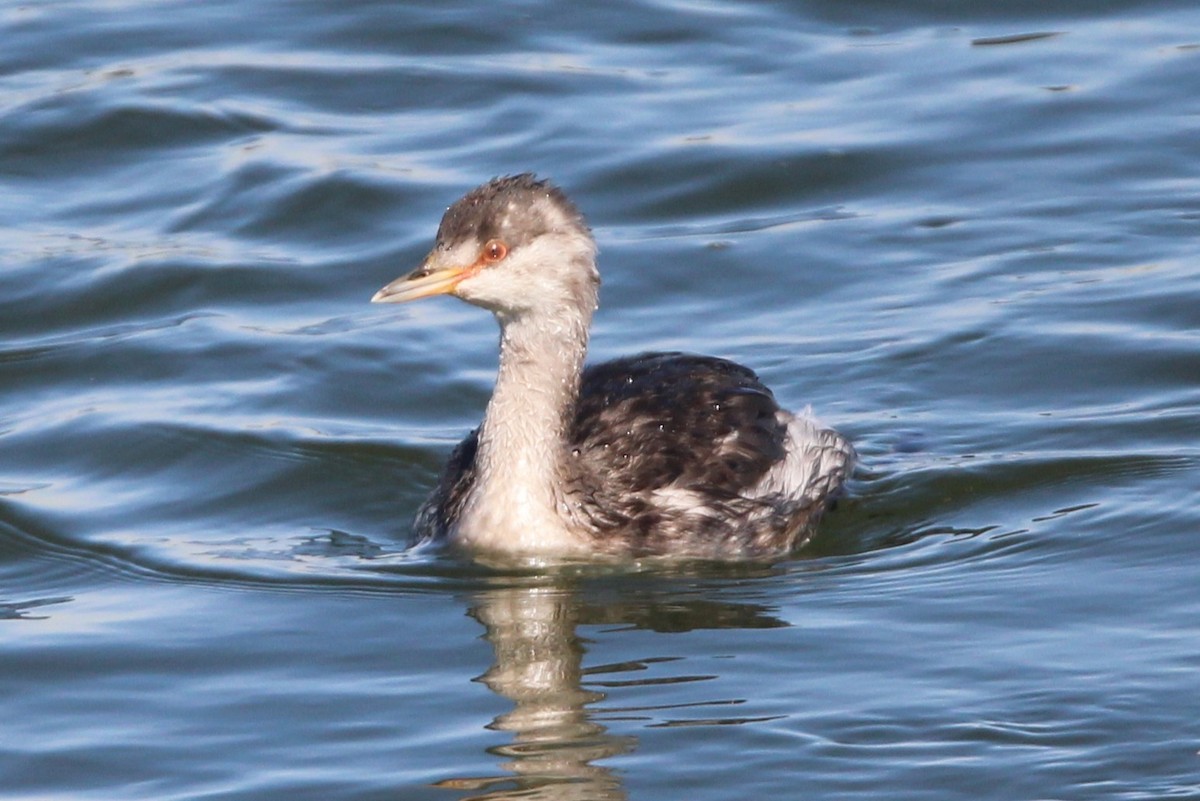 Horned Grebe - ML642348578