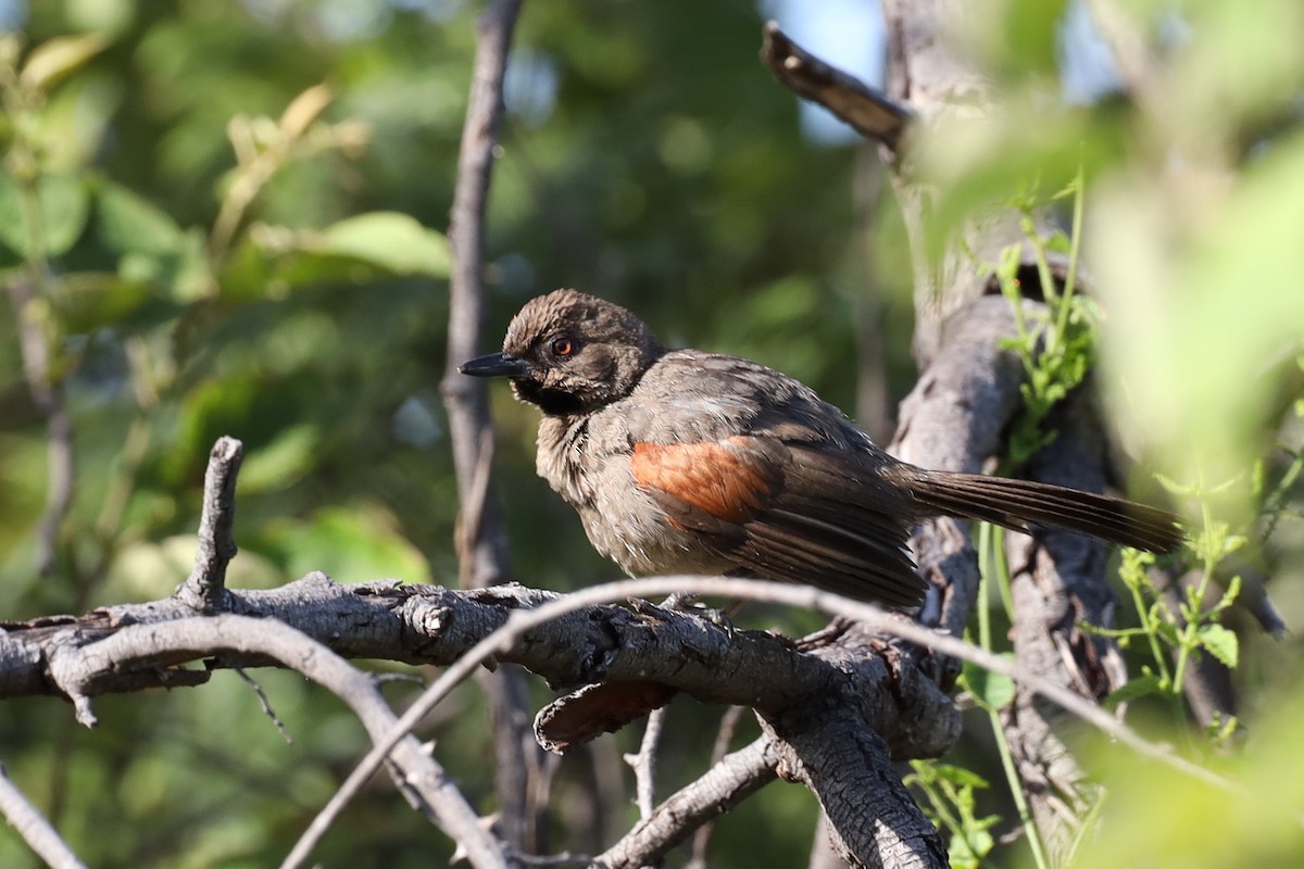 Red-shouldered Spinetail - ML642348594