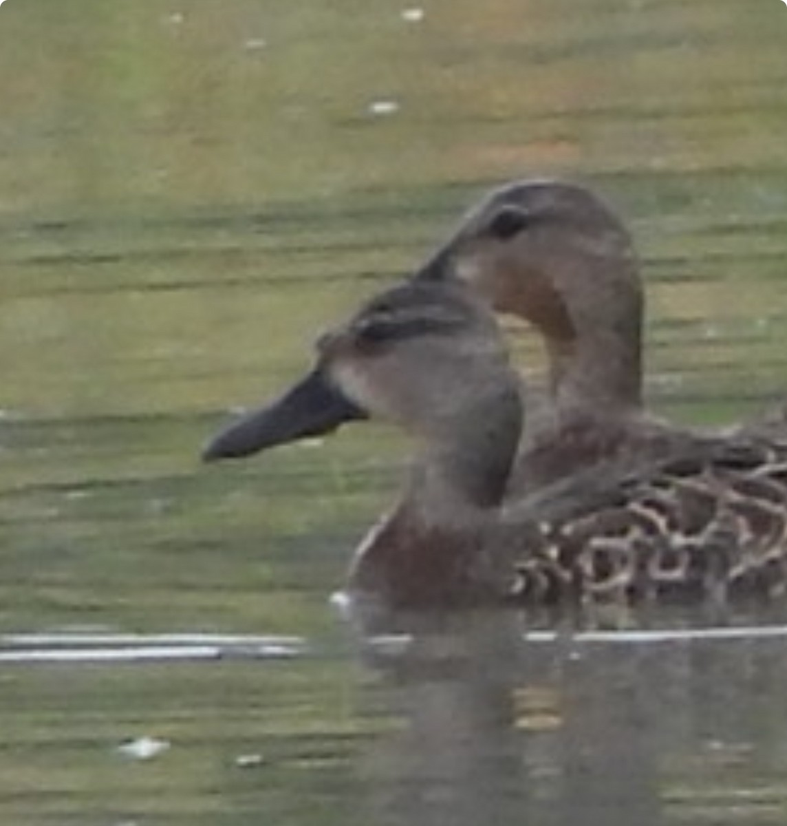Blue-winged Teal - ML642348597