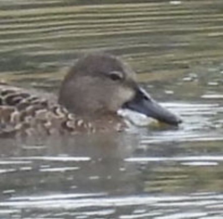 Blue-winged Teal - ML642348598