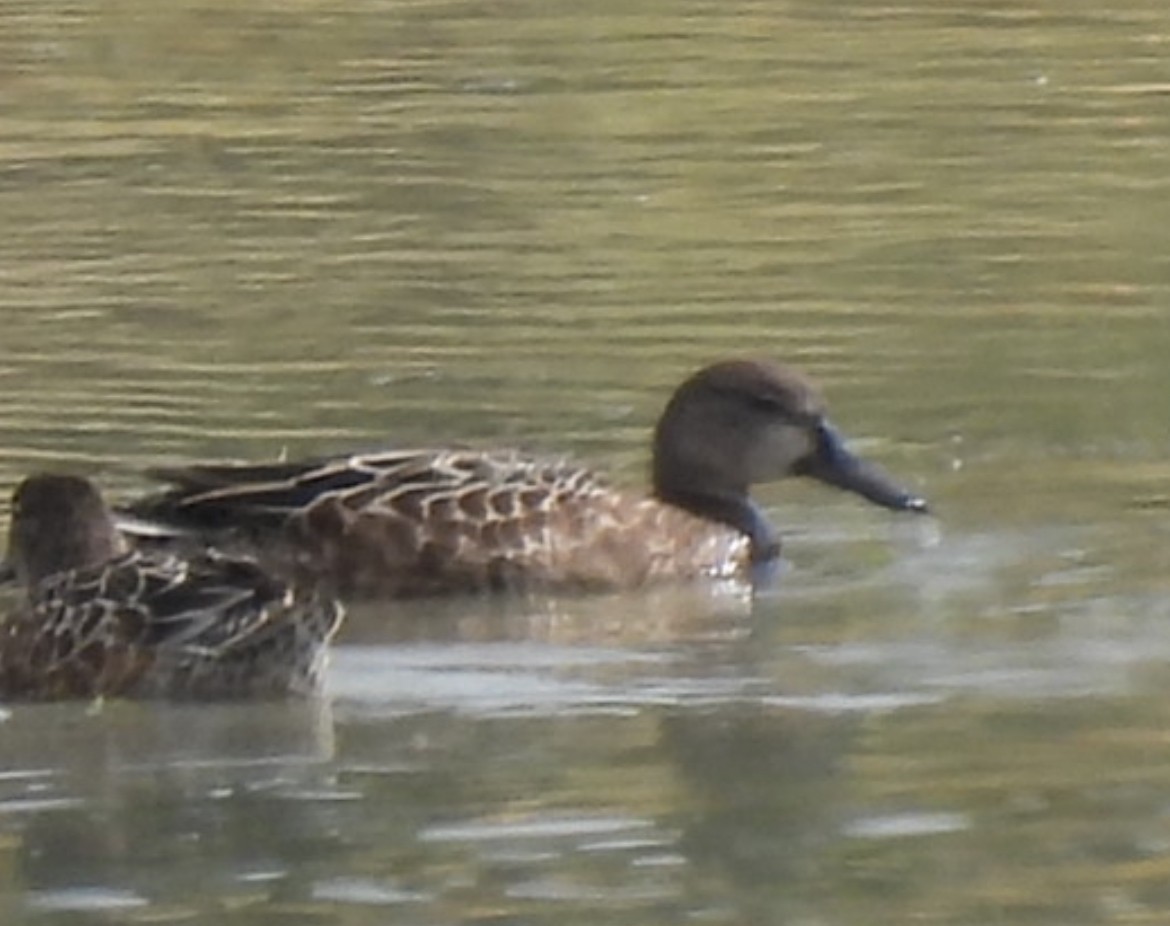 Blue-winged Teal - ML642348599