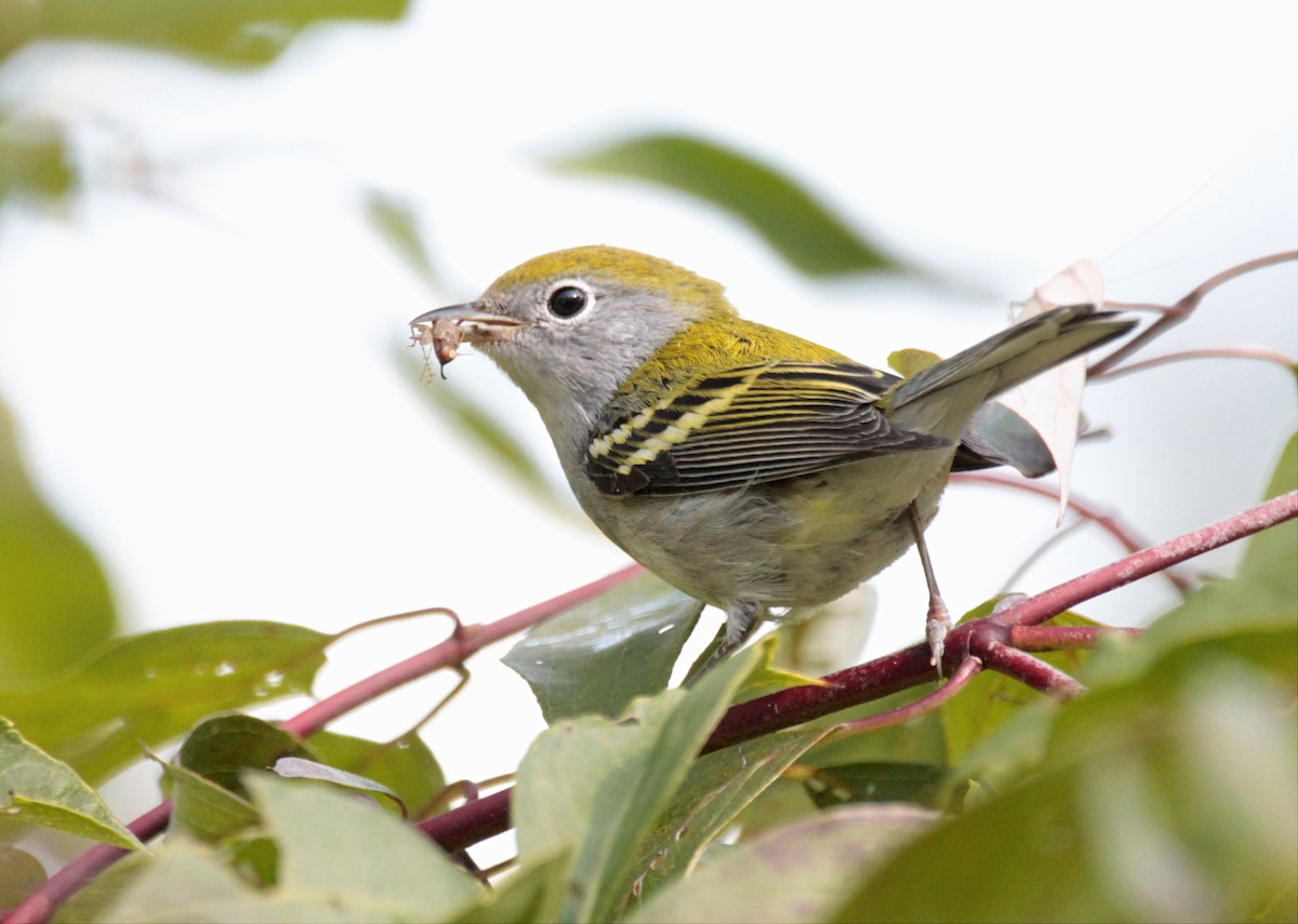 Chestnut-sided Warbler - ML642348614