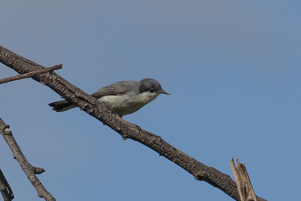 Gobemoucheron tropical (atricapilla) - ML642348633