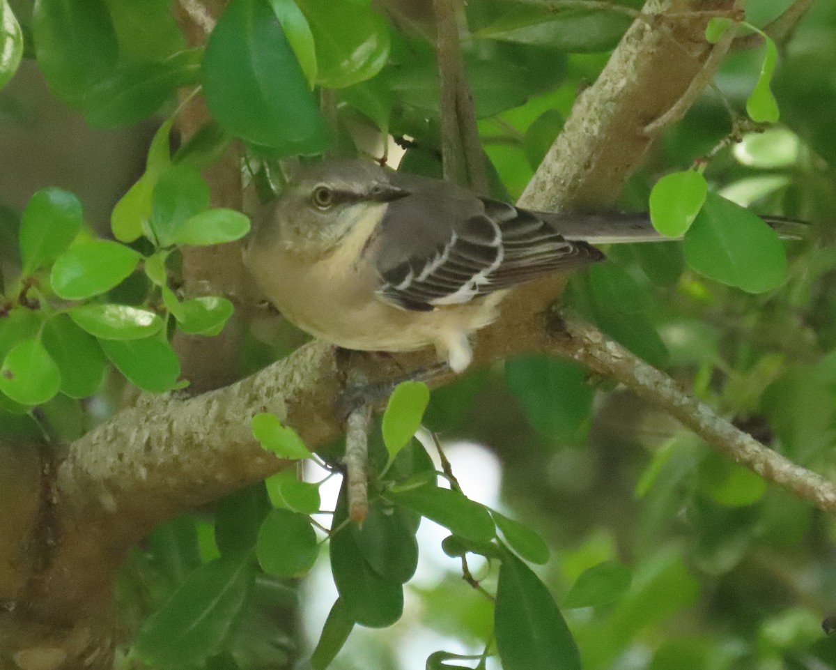 Northern Mockingbird - ML642348634
