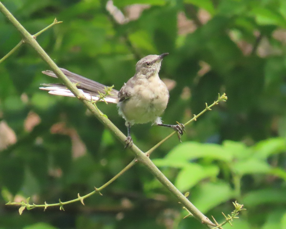 Northern Mockingbird - ML642348635