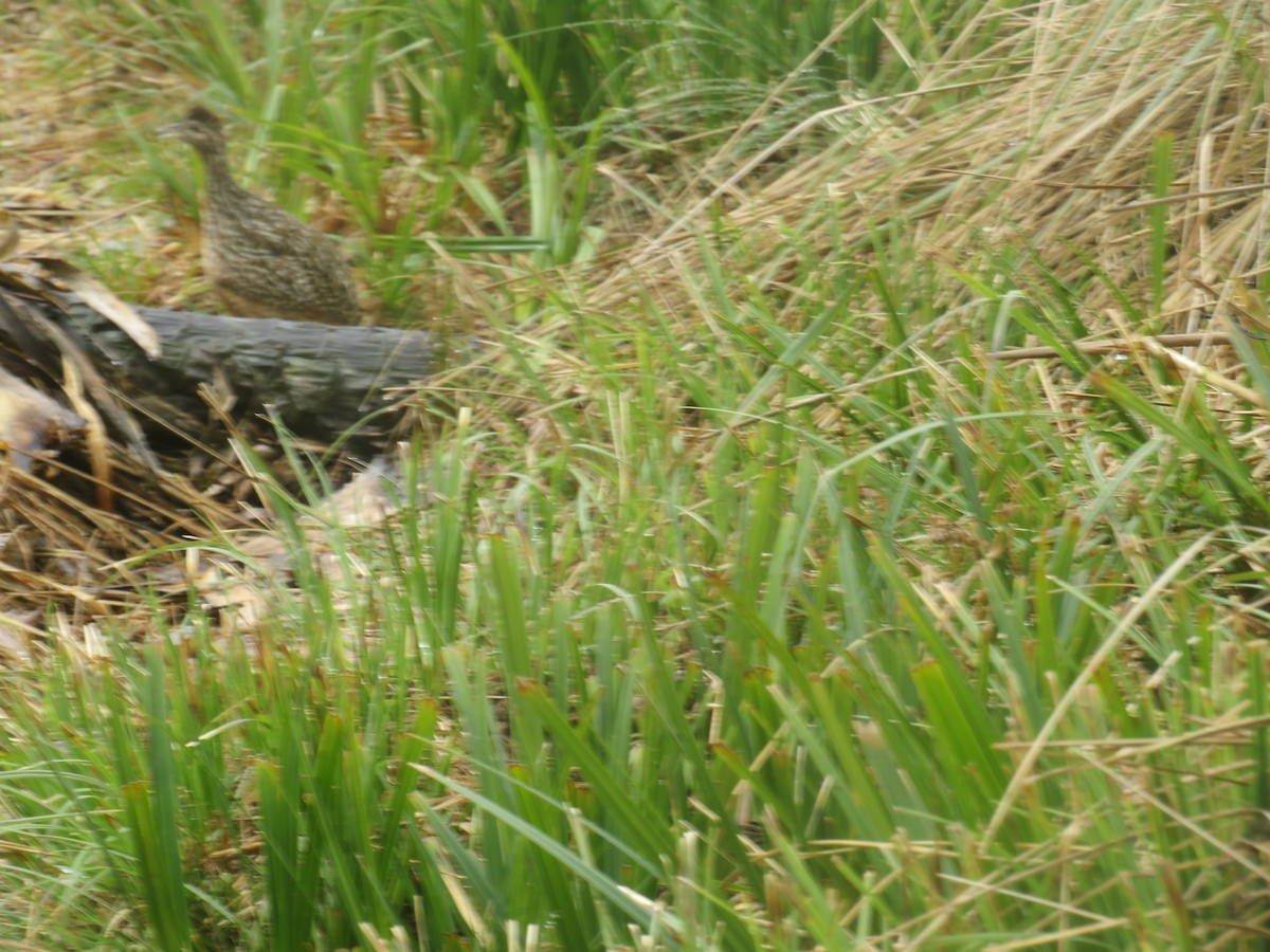 Tinamou curvirostre - ML642348668