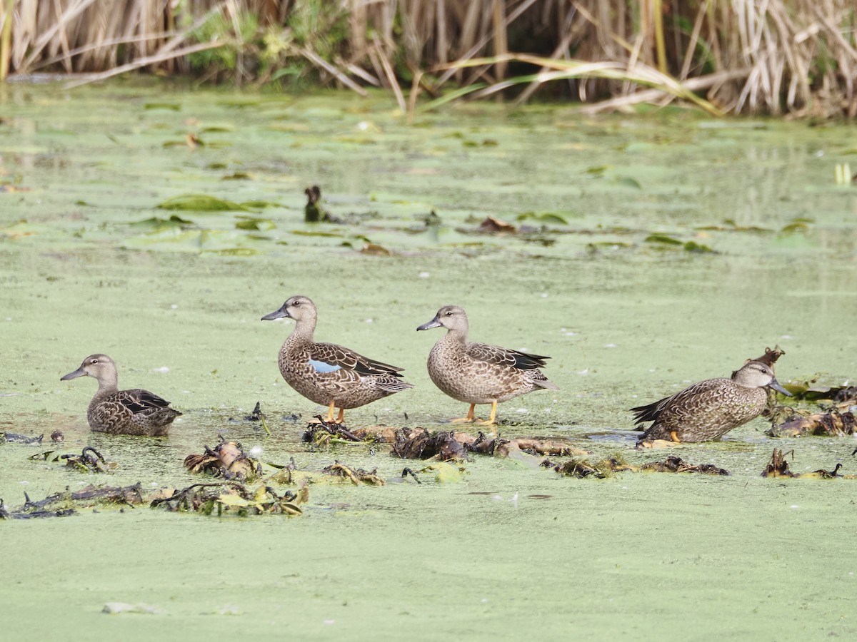 Blue-winged Teal - ML642348718