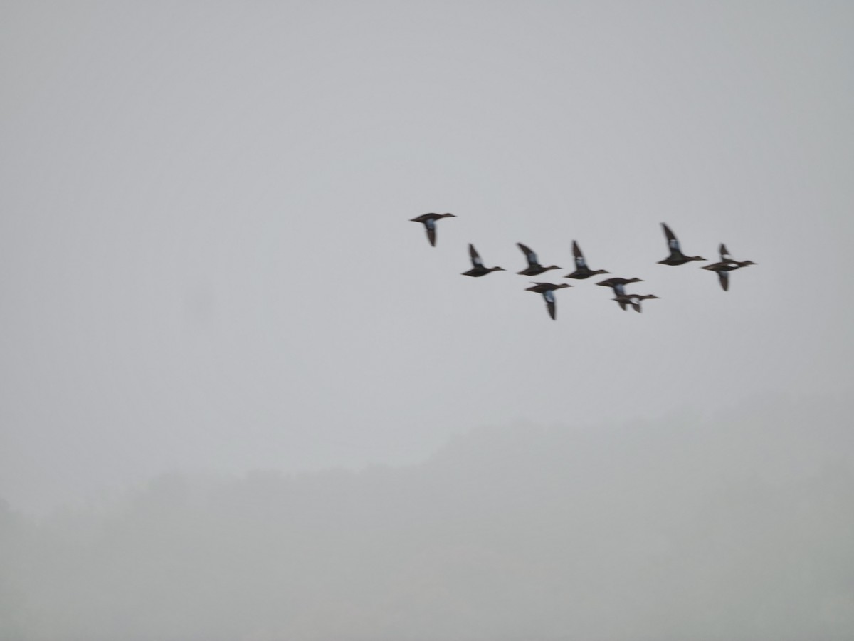 Blue-winged Teal - ML642348730