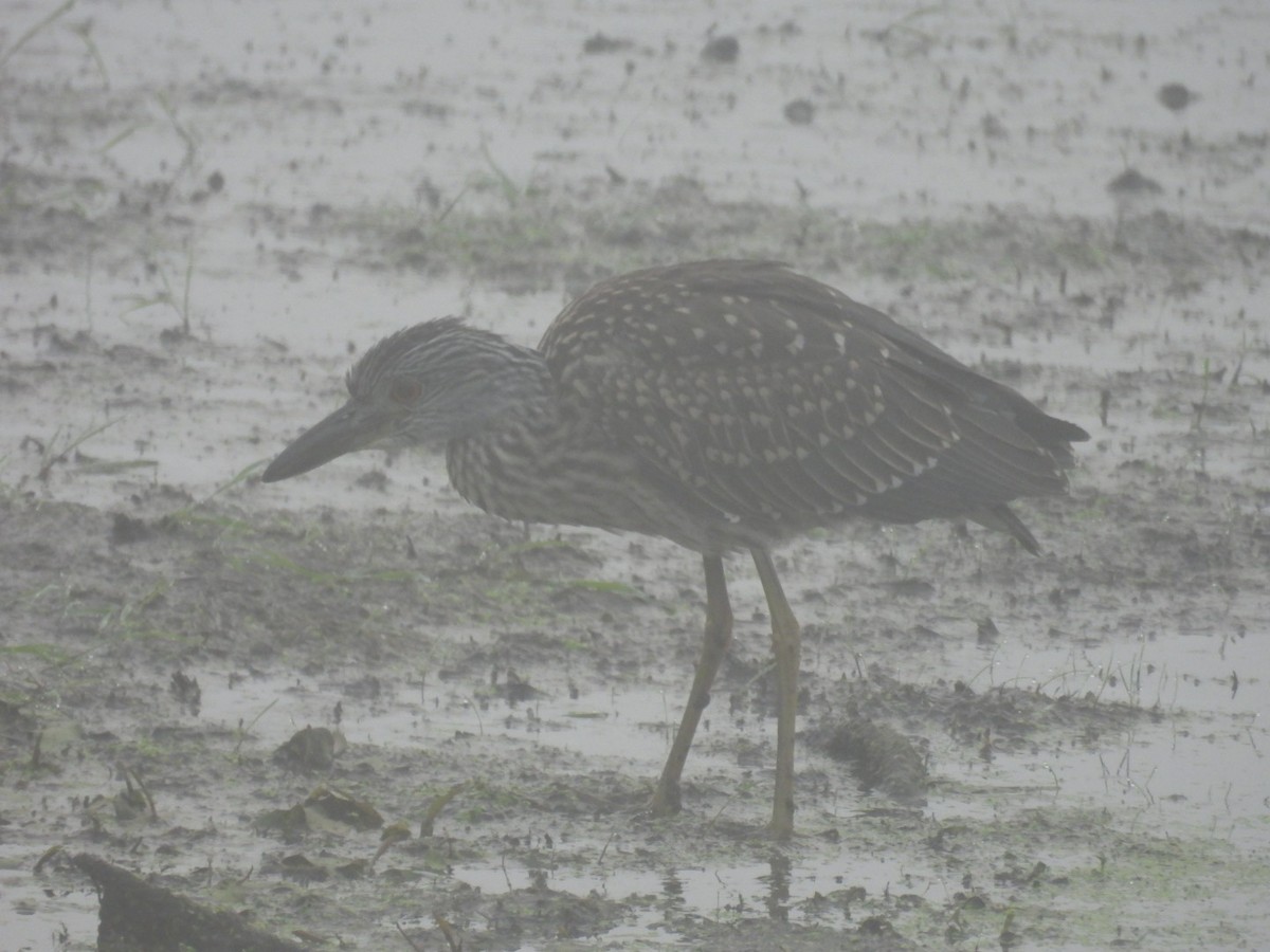Yellow-crowned Night Heron - ML642348736