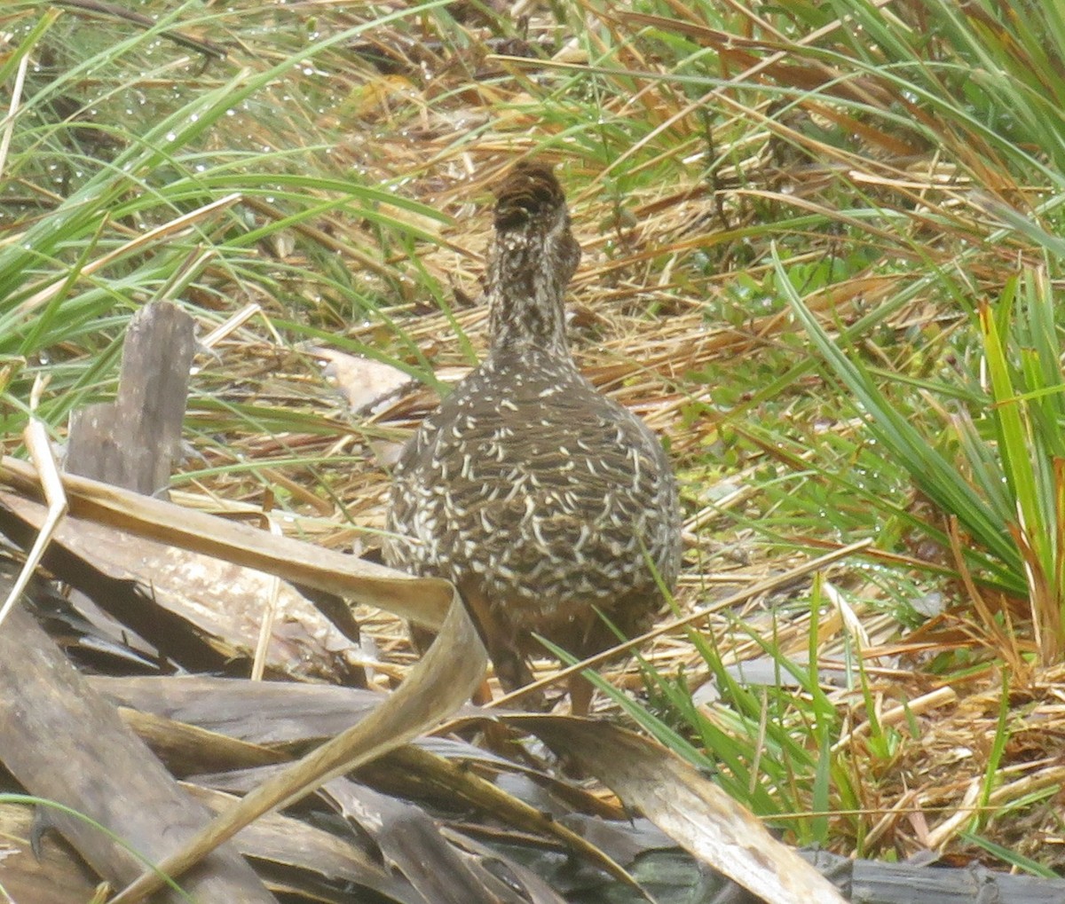 Tinamou curvirostre - ML642348745