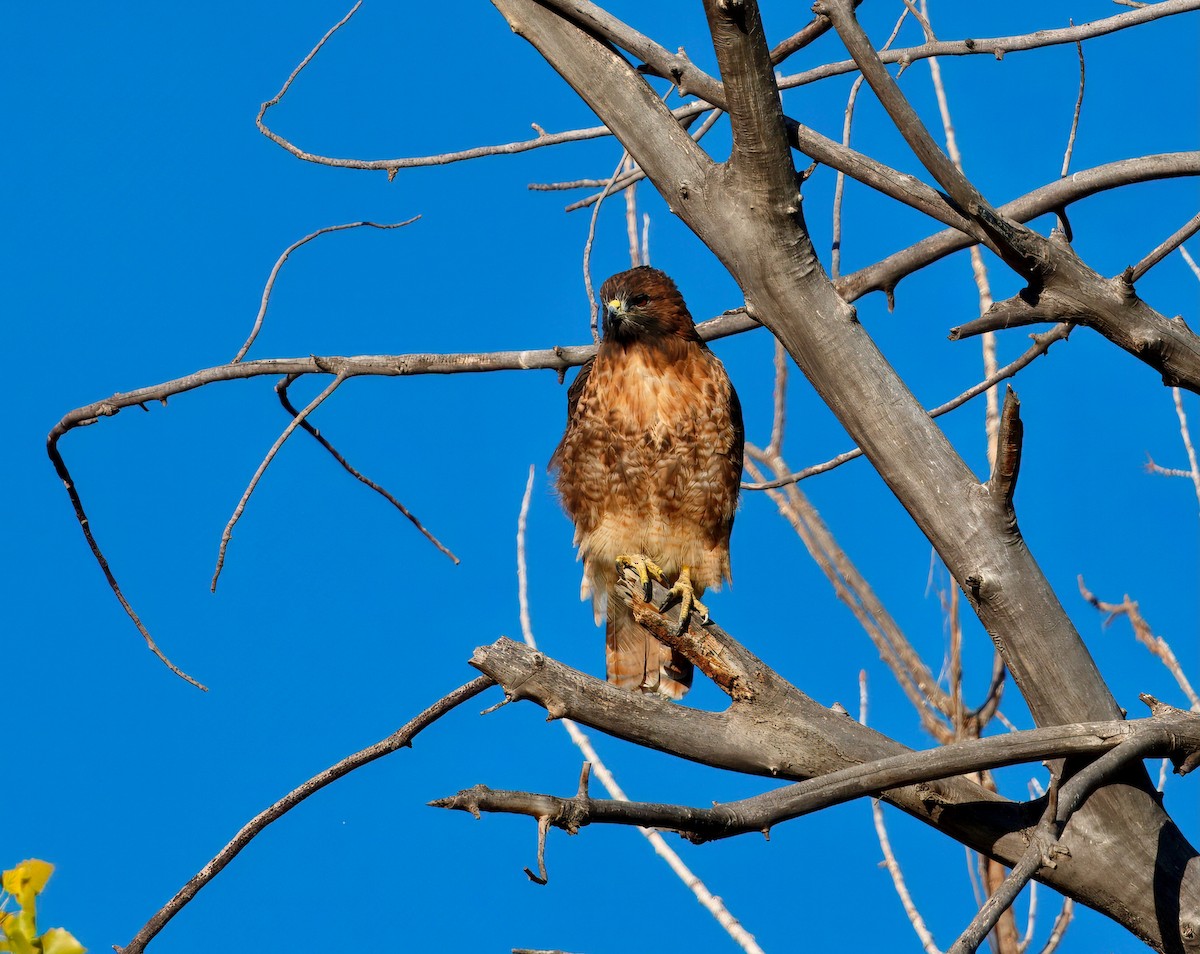 Red-tailed Hawk - ML642348746
