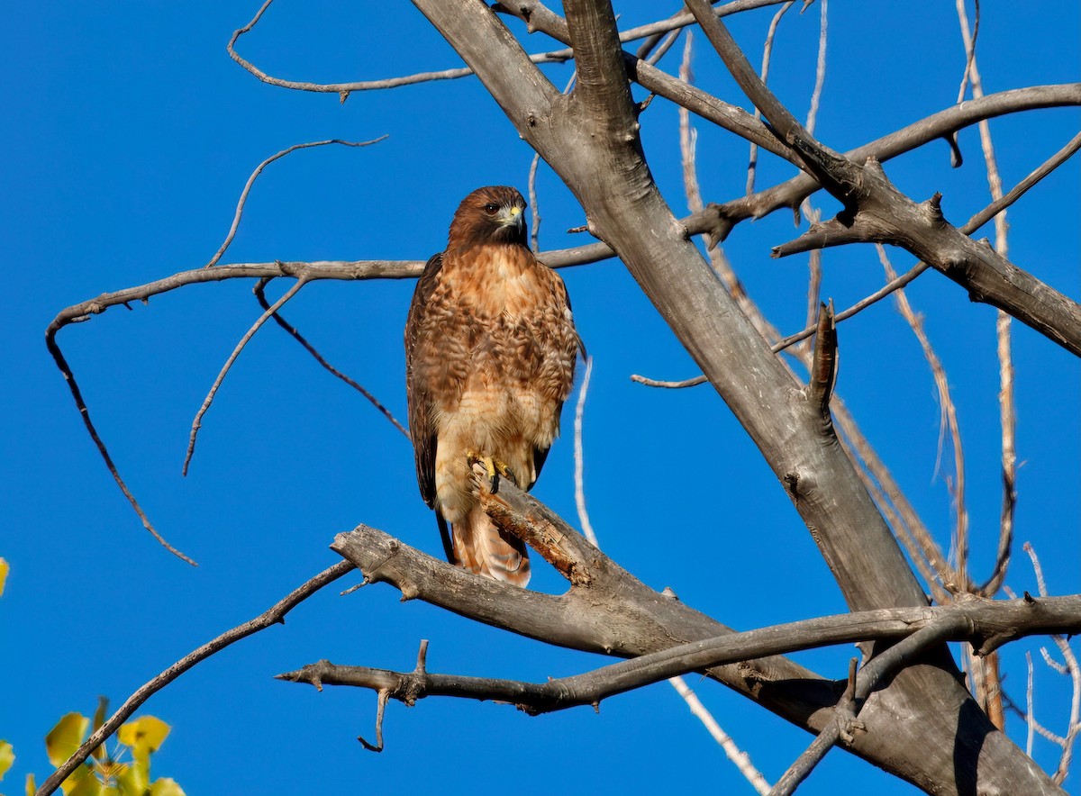 Red-tailed Hawk - ML642348747