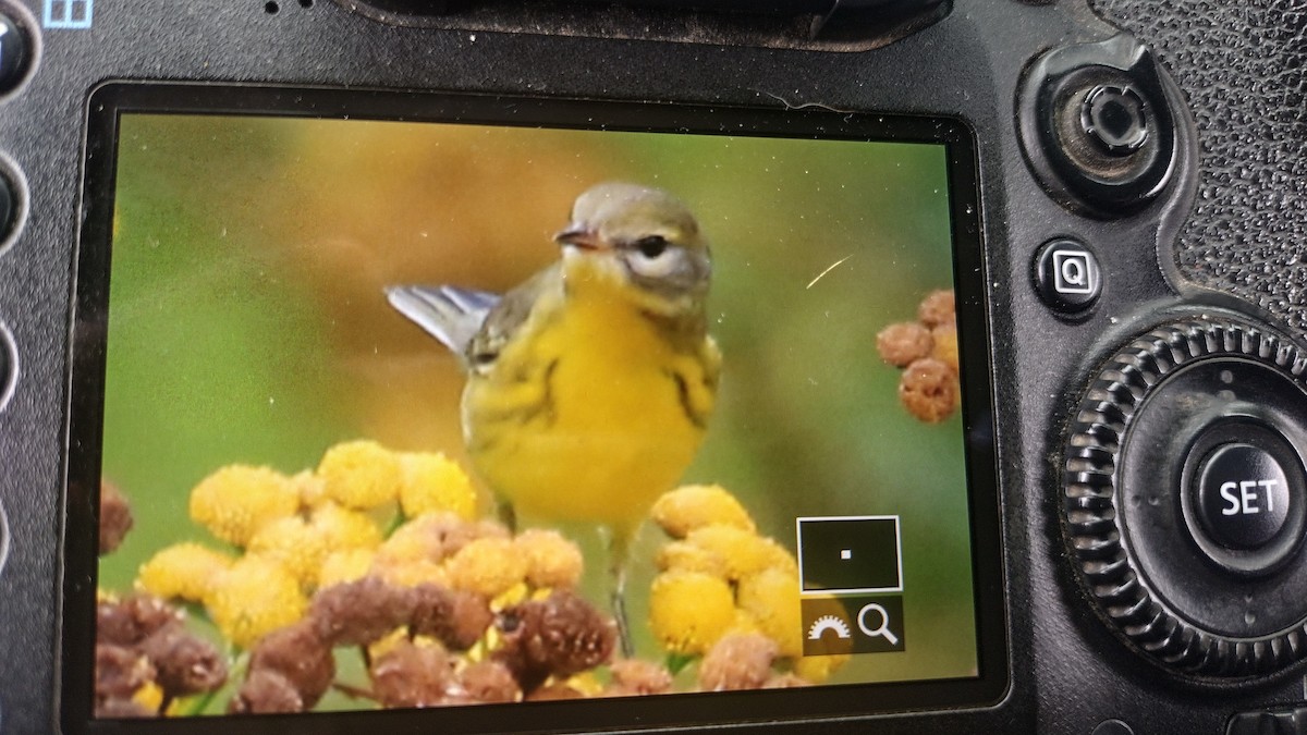Prairie Warbler - ML642348757