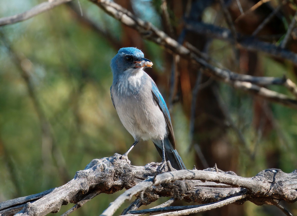 Woodhouse's Scrub-Jay - ML642348760