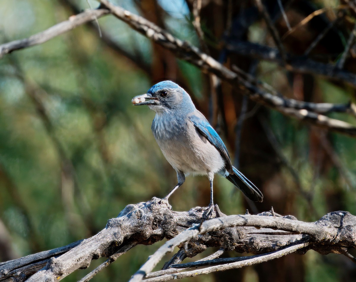 Woodhouse's Scrub-Jay - ML642348761