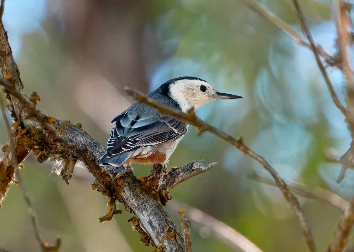 White-breasted Nuthatch - ML642348763
