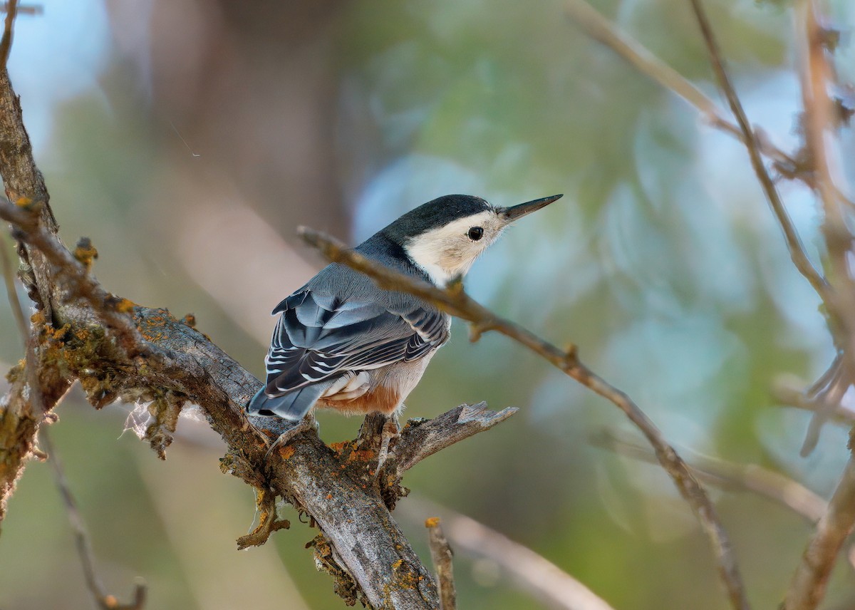 White-breasted Nuthatch - ML642348764