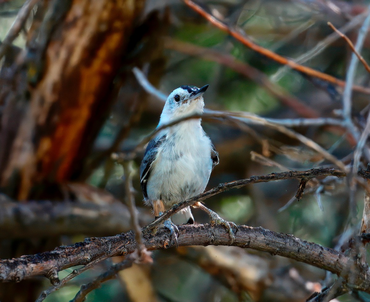 White-breasted Nuthatch - ML642348765
