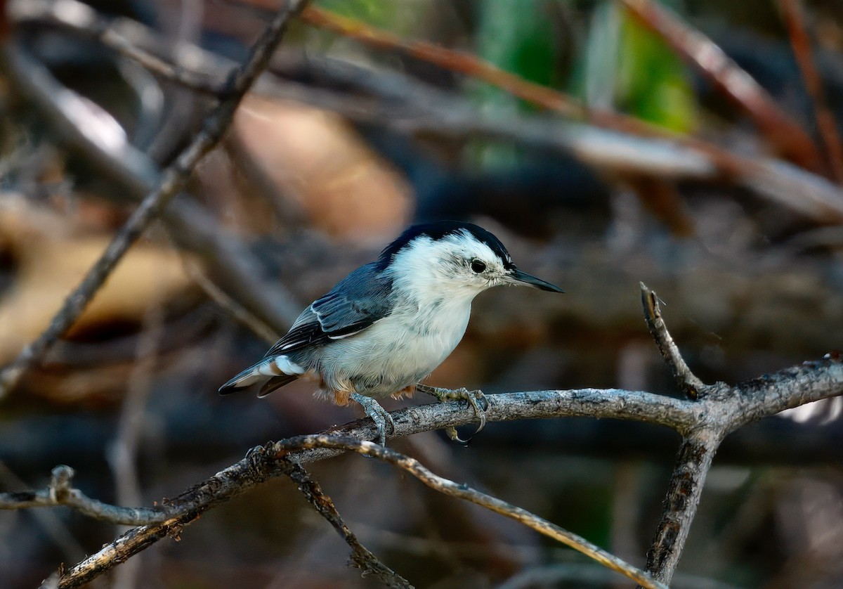 White-breasted Nuthatch - ML642348766