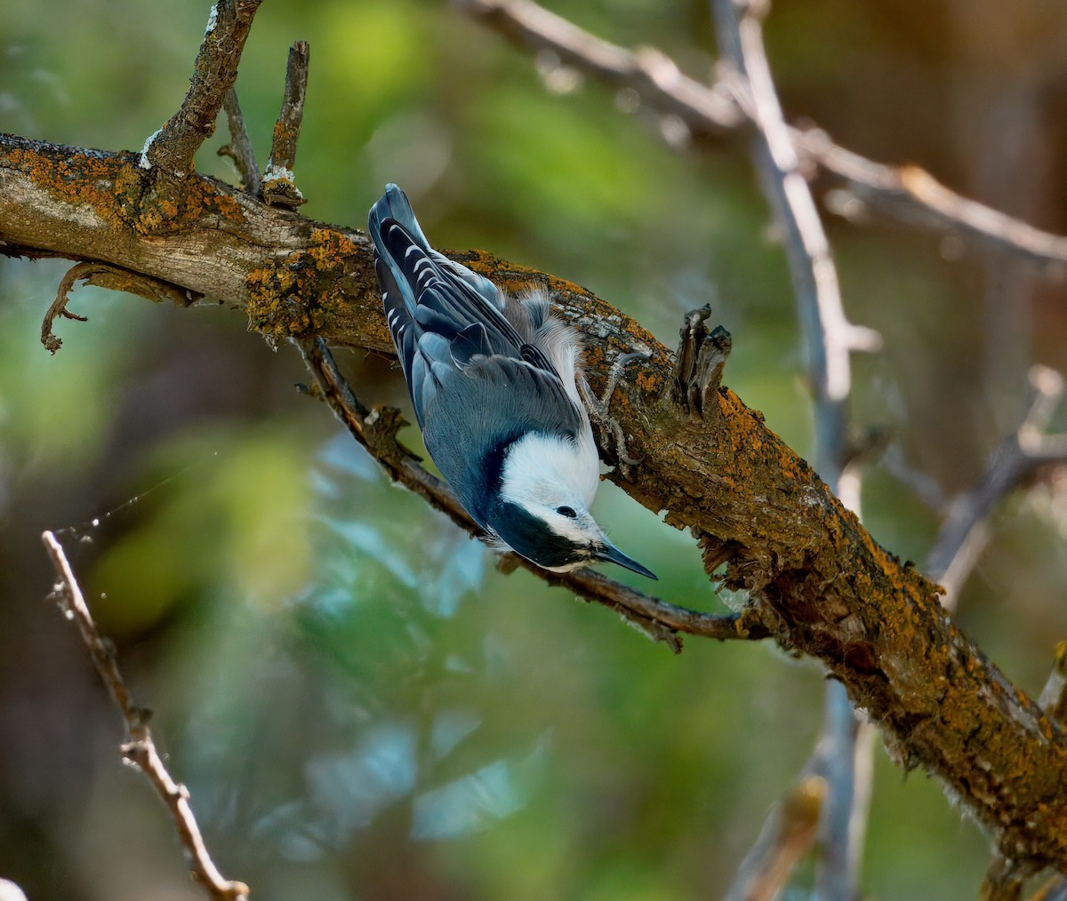 White-breasted Nuthatch - ML642348767