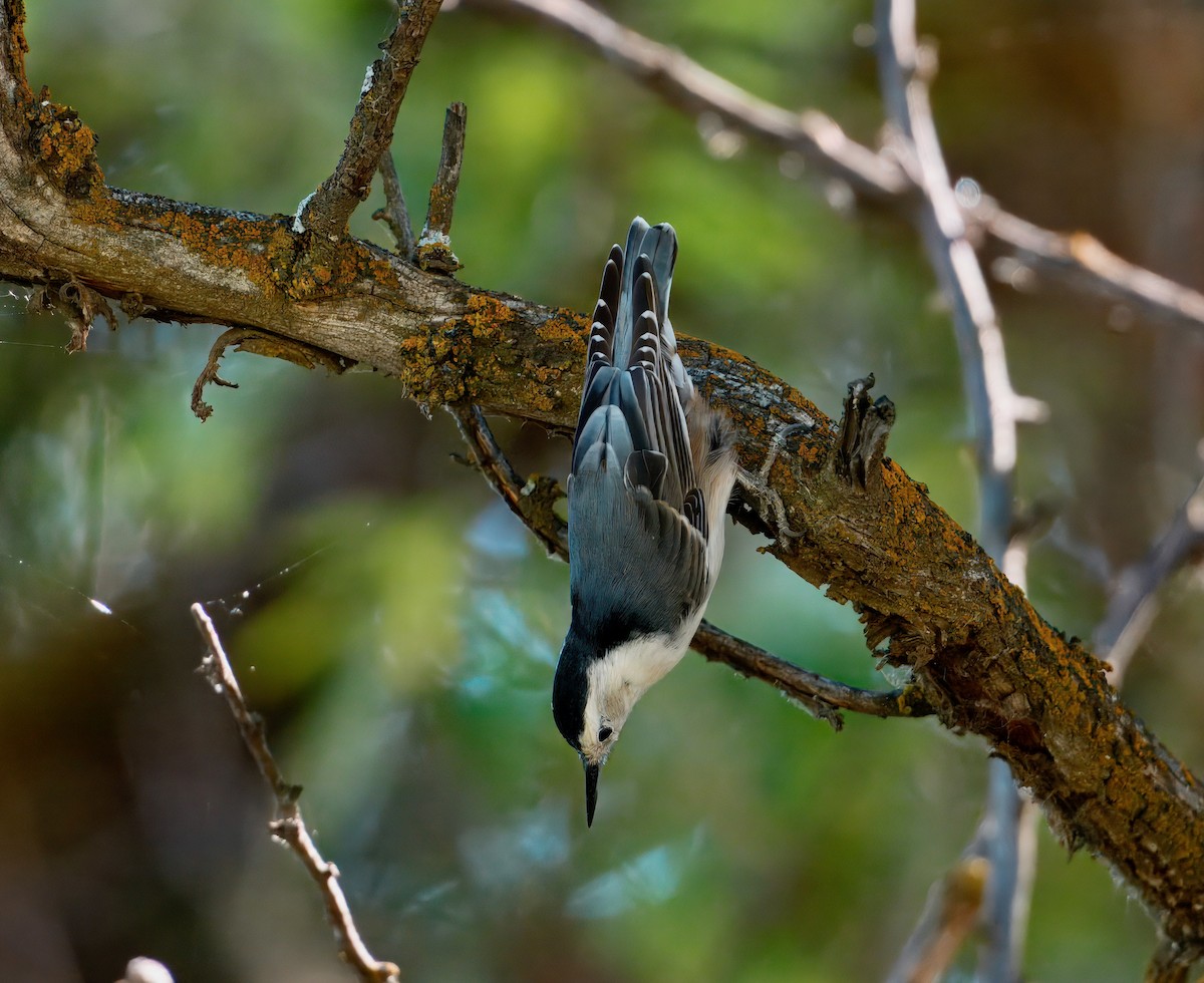 White-breasted Nuthatch - ML642348768