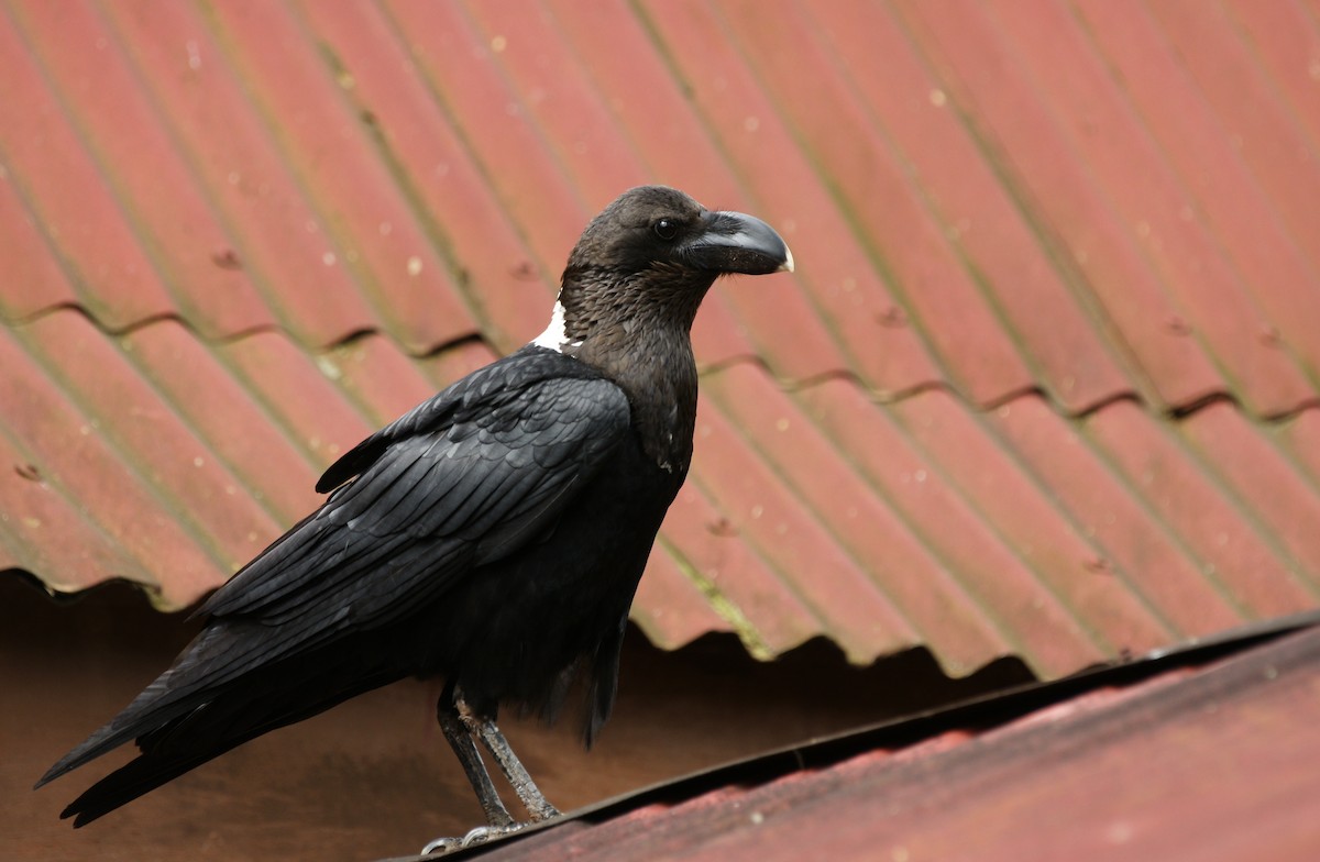 White-necked Raven - ML642348772