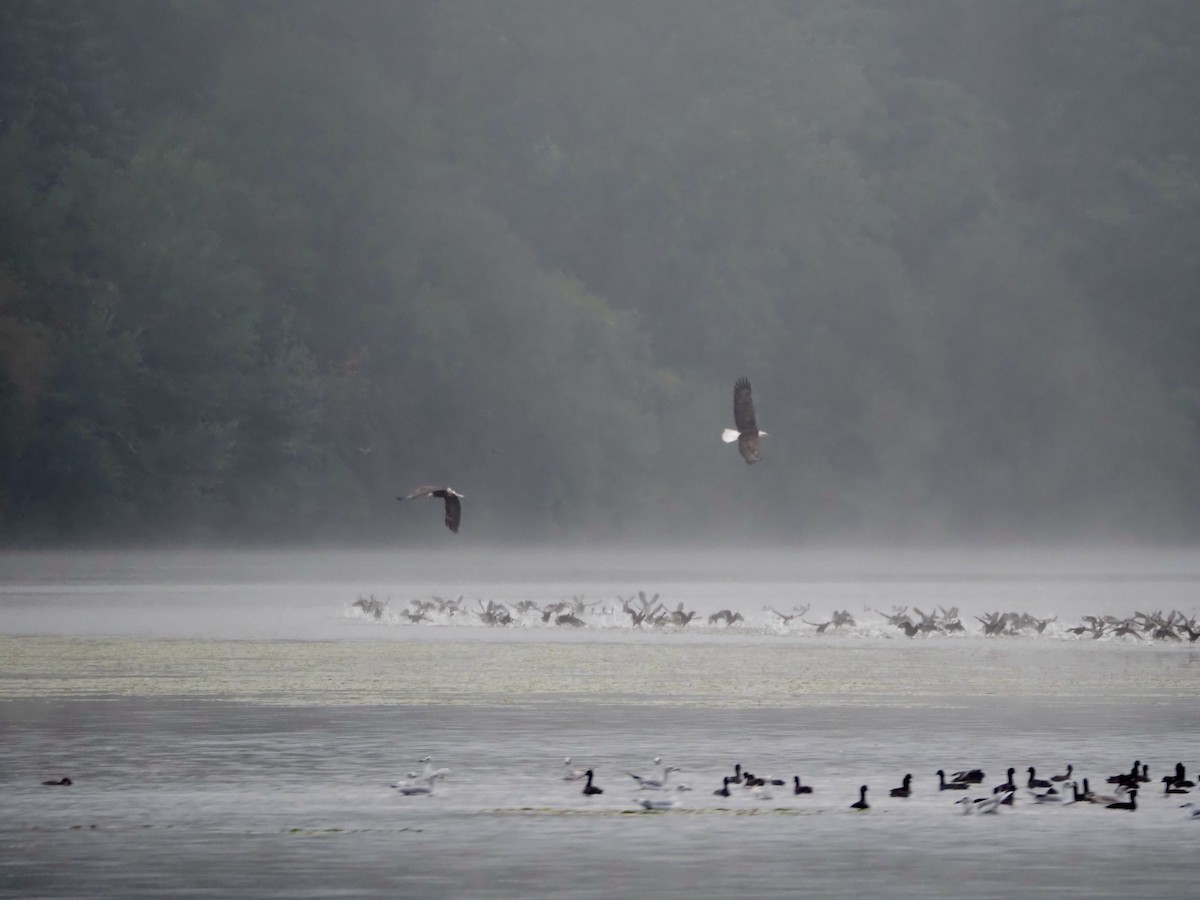 Bald Eagle - ML642348778