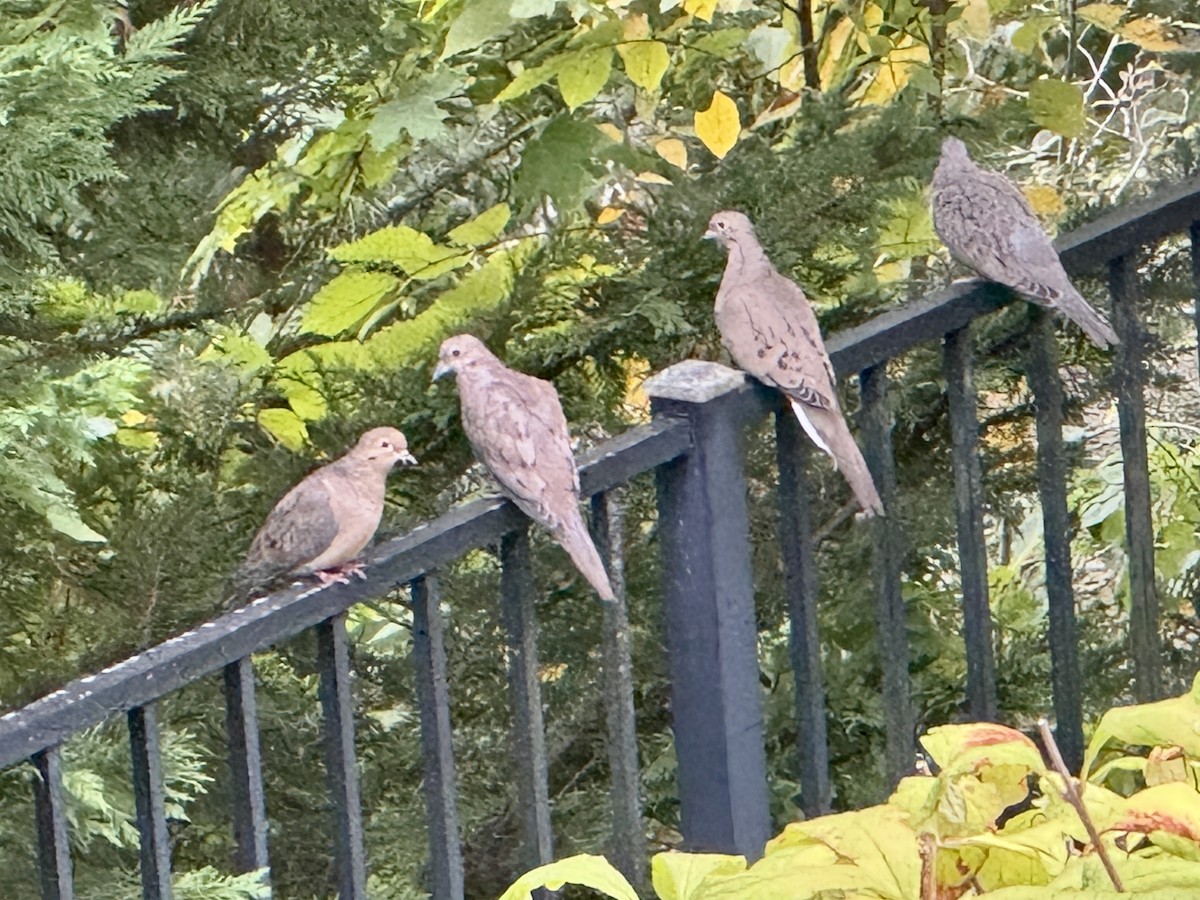 Mourning Dove - ML642348781
