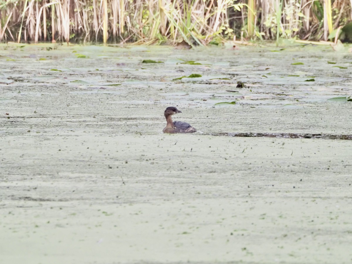 Pied-billed Grebe - ML642348783