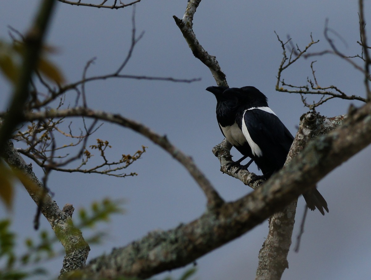 Pied Crow - ML642348800