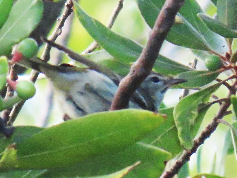 Cape May Warbler - ML642348802