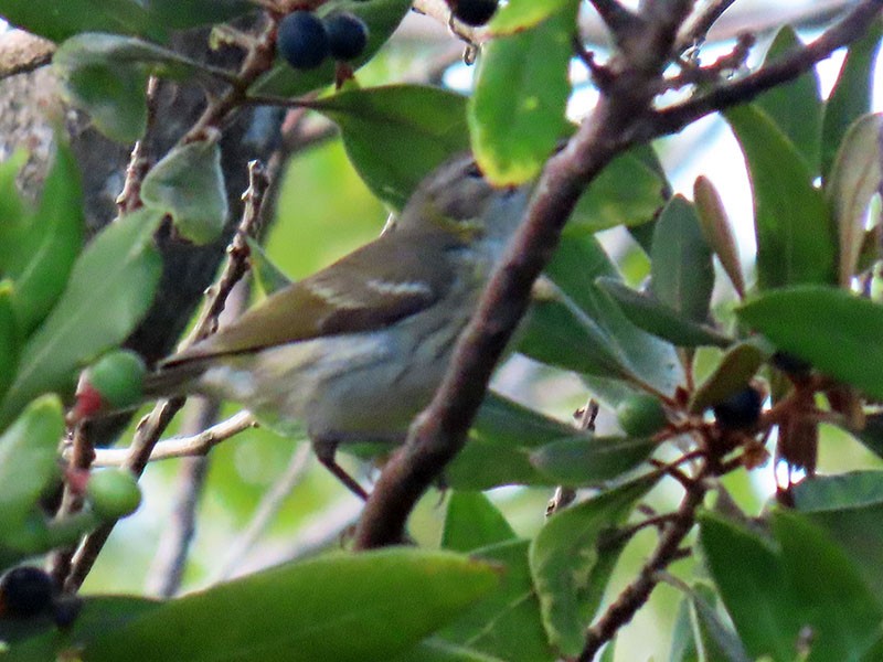Cape May Warbler - ML642348803