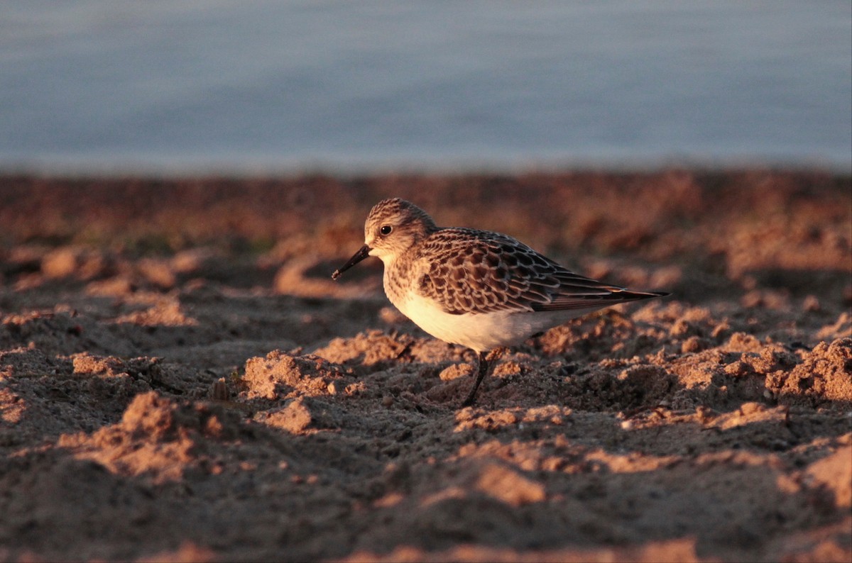 Baird's Sandpiper - ML642348806