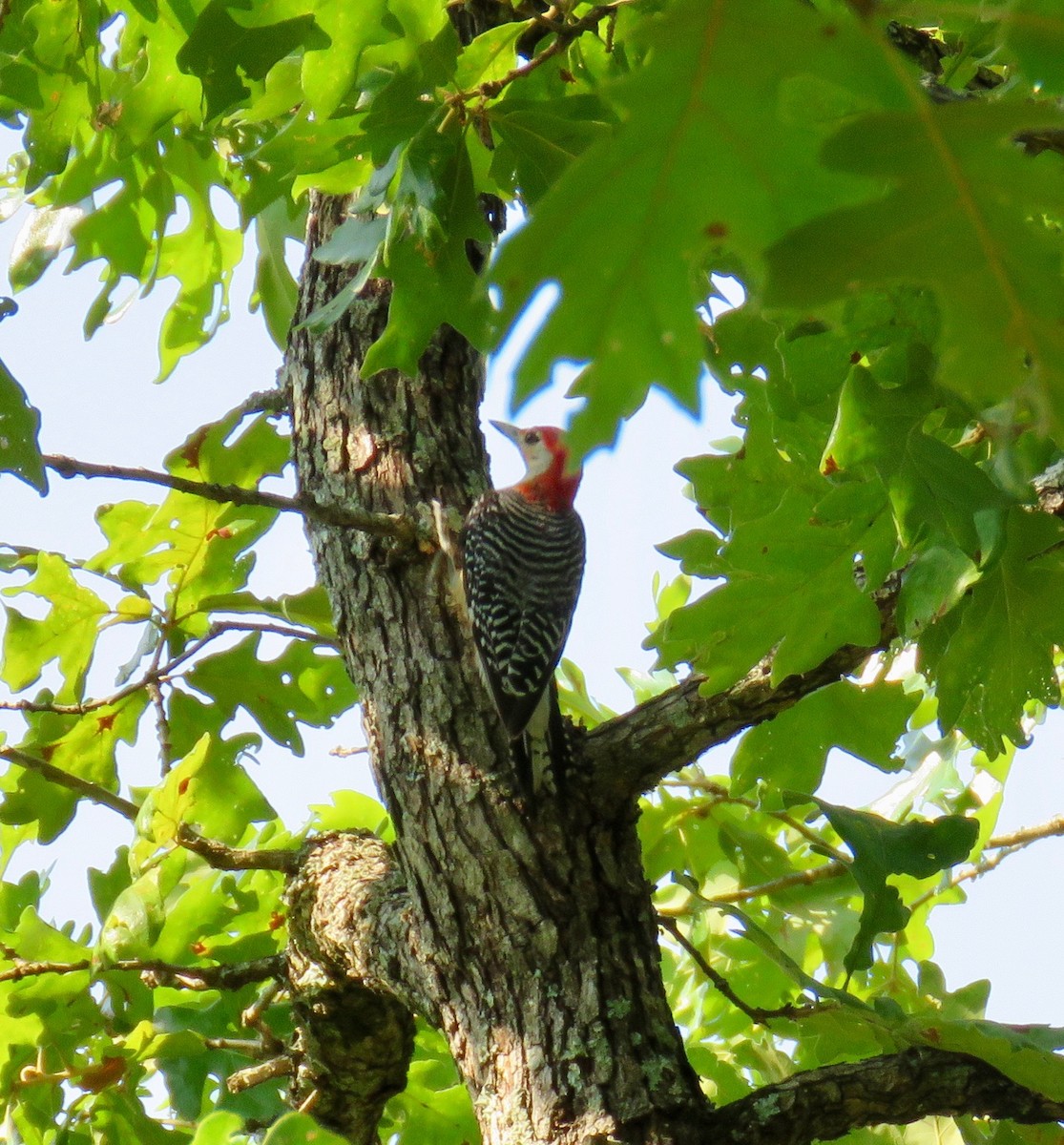 Red-bellied Woodpecker - ML64234881