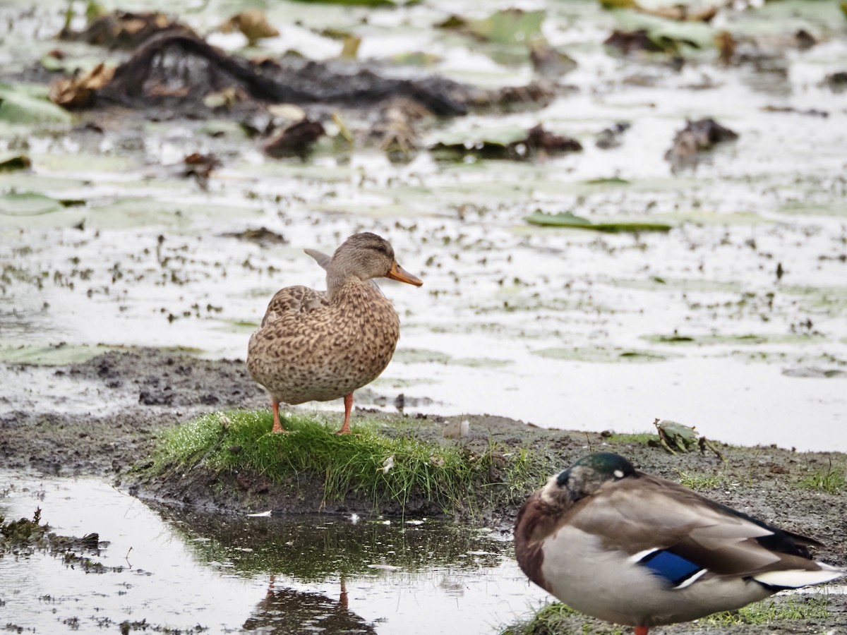 Mallard - ML642348818