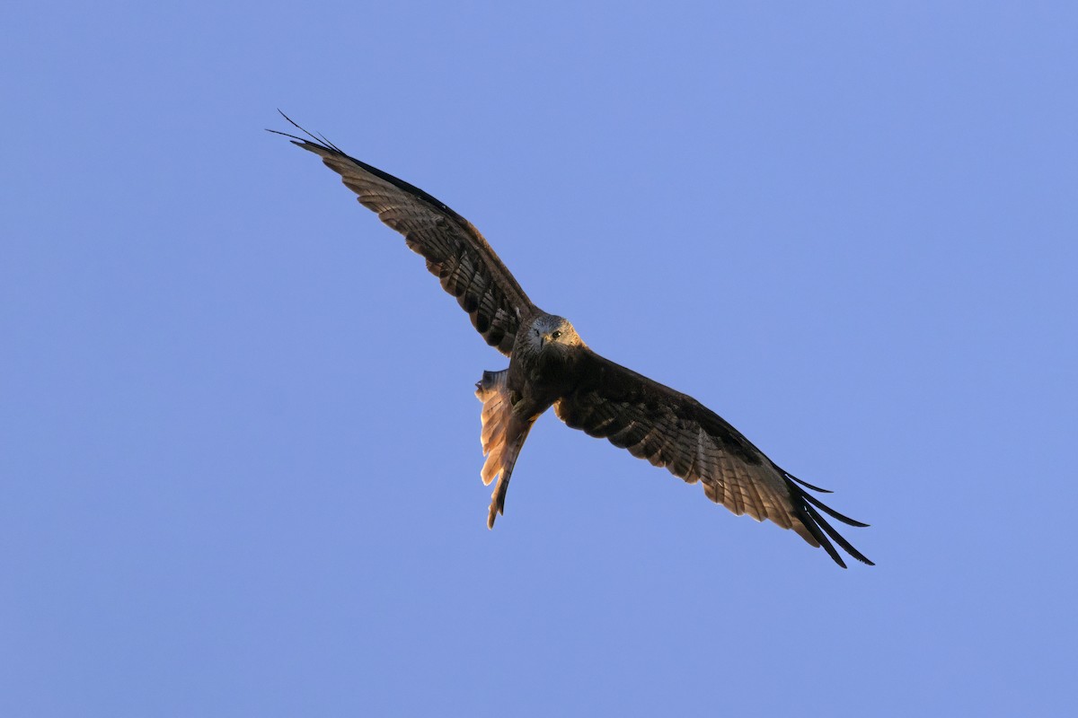 Red Kite - ML642348819