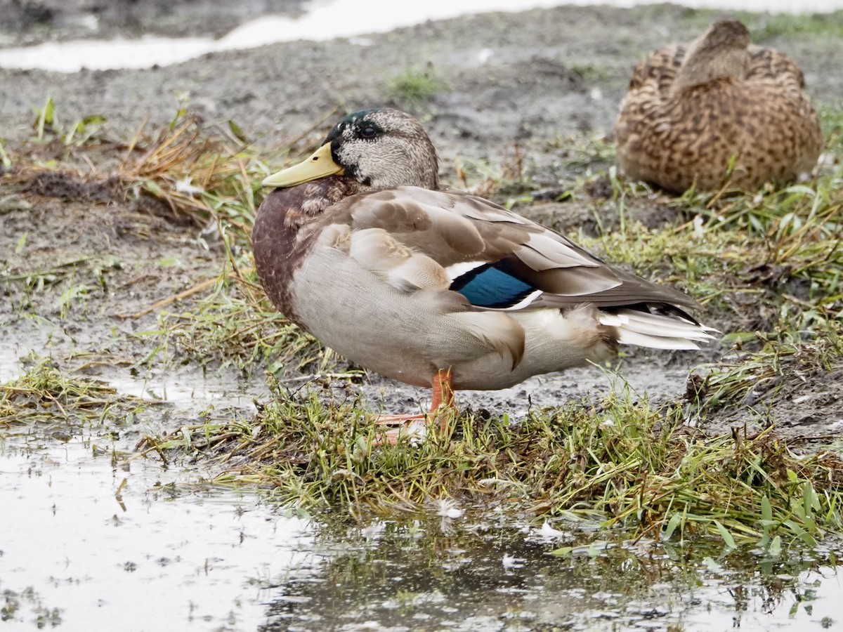Mallard - ML642348822