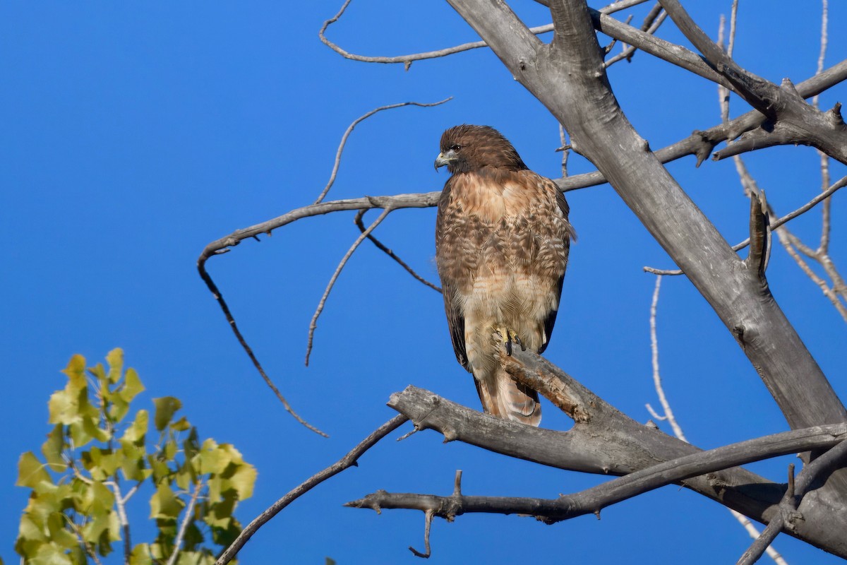 Red-tailed Hawk - ML642348827