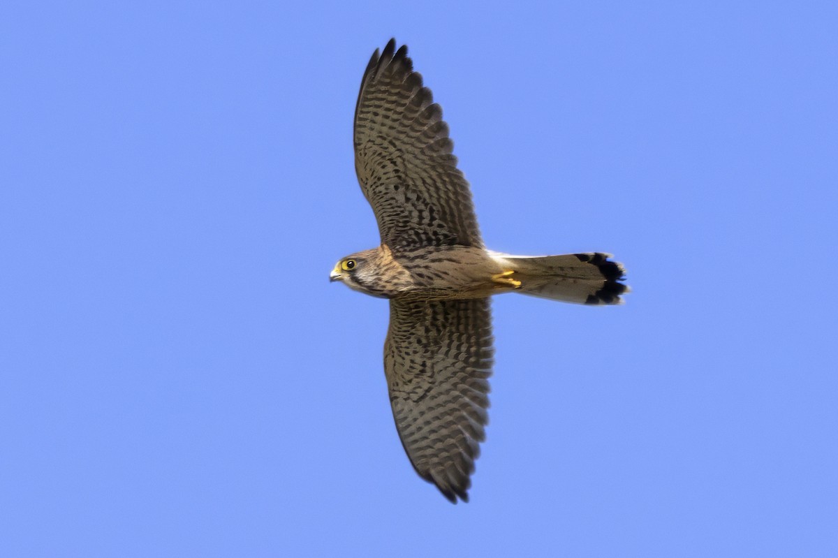 Eurasian Kestrel - ML642348828