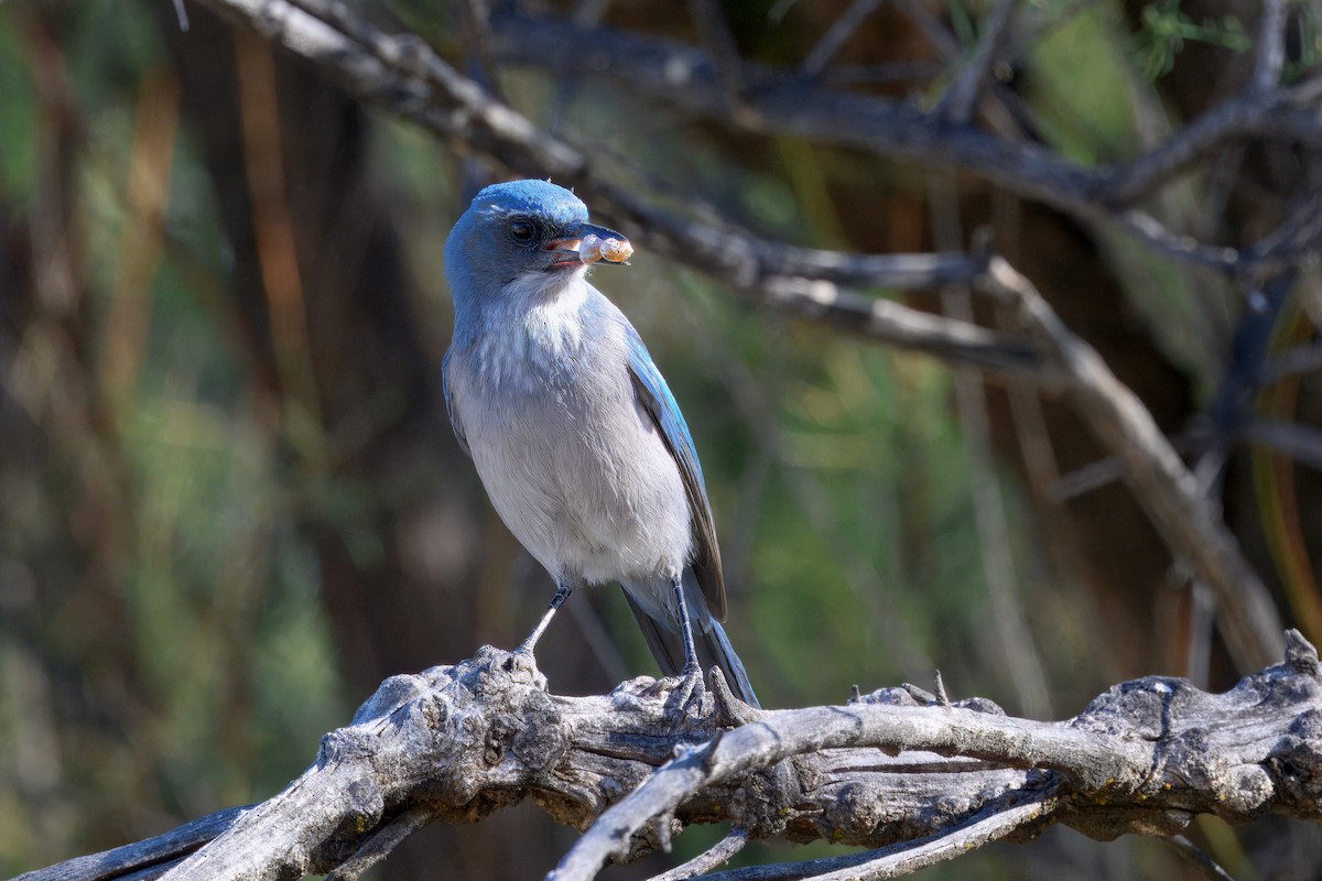 Woodhouse's Scrub-Jay - ML642348832
